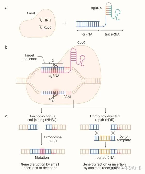 一文总览CRISPR-Cas9基因编辑技术 - 知乎