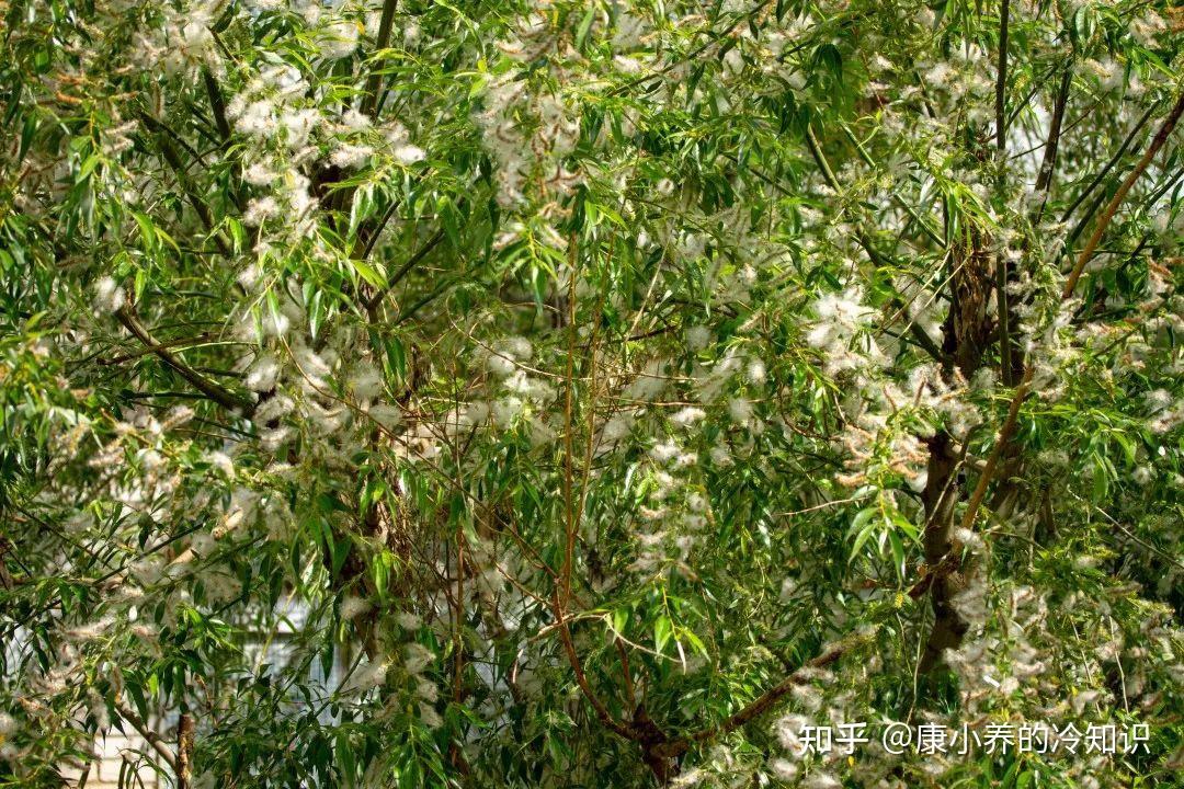 春天就开始的“漫天飞絮”什么时候结束?别忘了做好健康防护! - 知乎