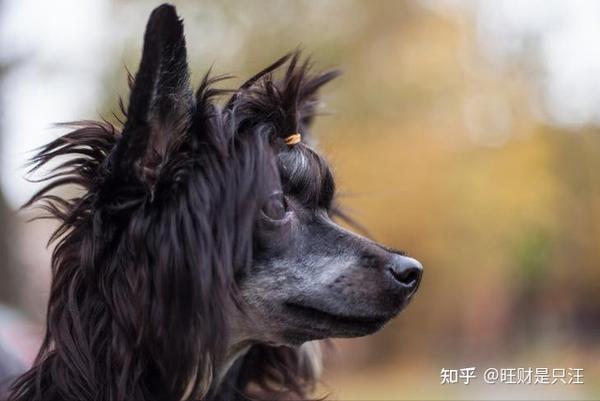 世界上最丑的冠毛犬图片