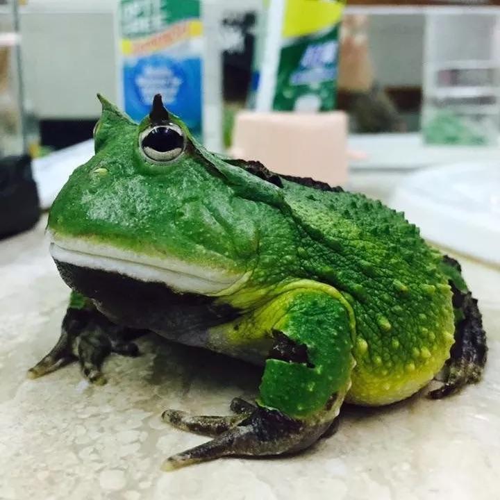 角蛙饲养 必看贴 一 知乎 角蛙饲养 必看贴 一 知乎