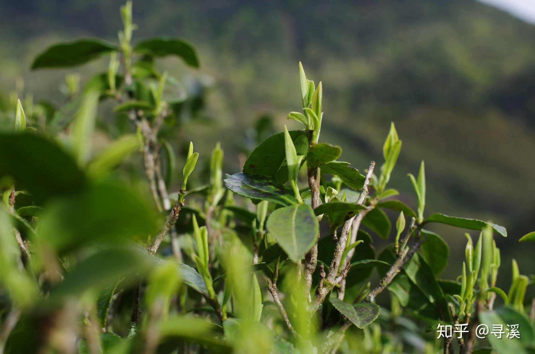 正山麻粟金骏眉