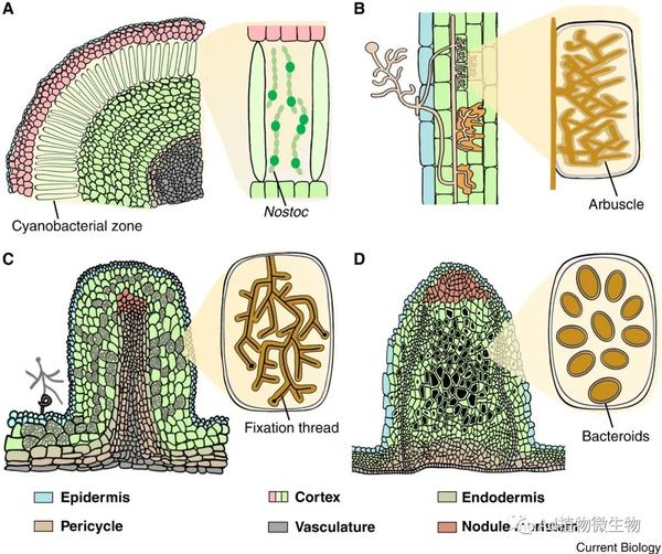 Current Biology | 中科院王二涛团队综述植物共生固氮作用的多样性和调控! - 知乎