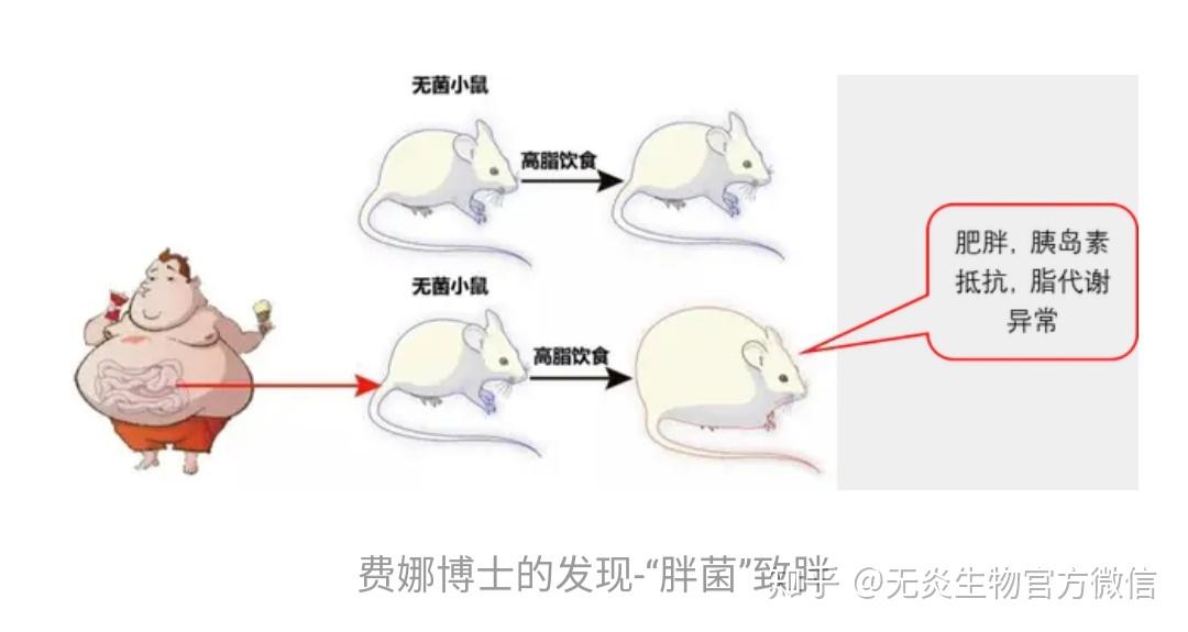 糖尿病终生治不好吗?——2型糖尿病与肠道微生物(二)