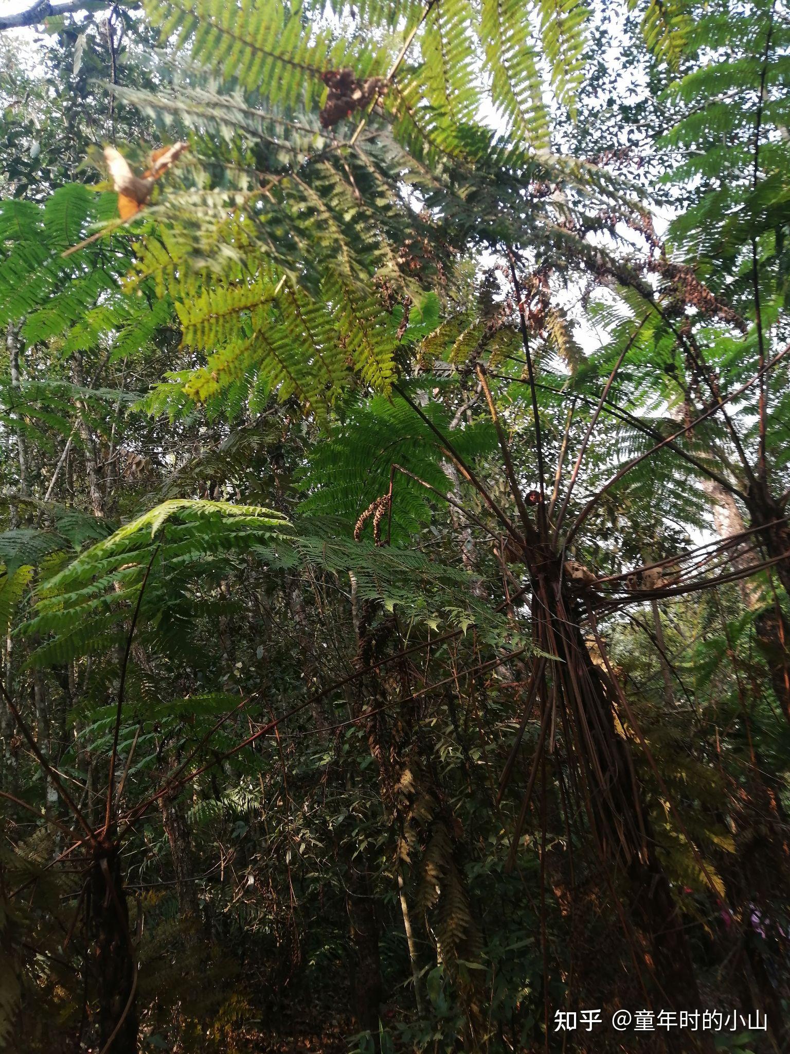 两亿年前恐龙爱吃的植物