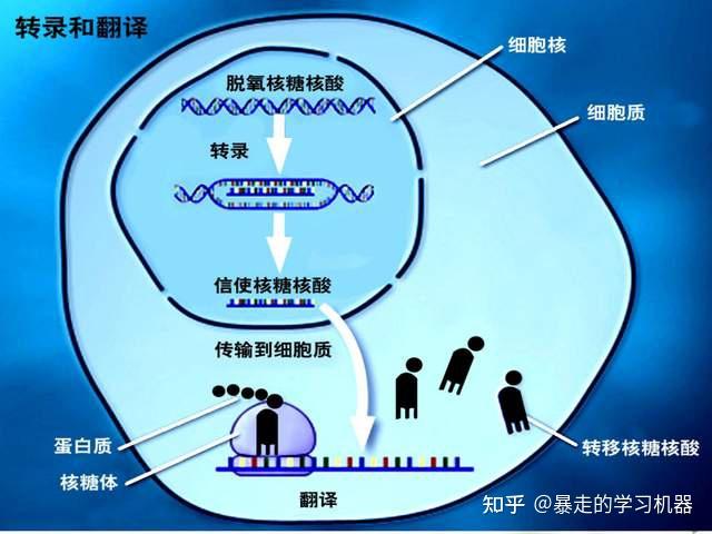 高中生物dna的複製轉錄與翻譯吃透這46頁內容丟分是什麼