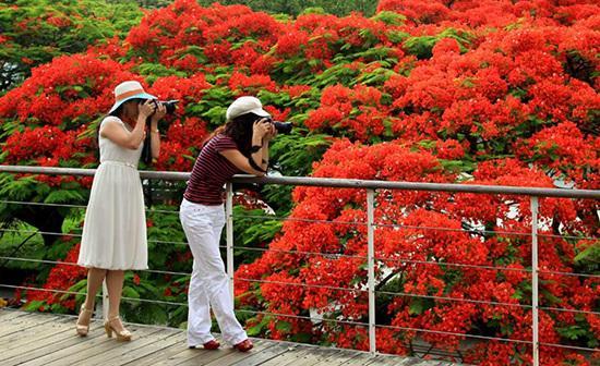 攀枝花春夏秋冬花开不歇织就绚烂画卷 知乎