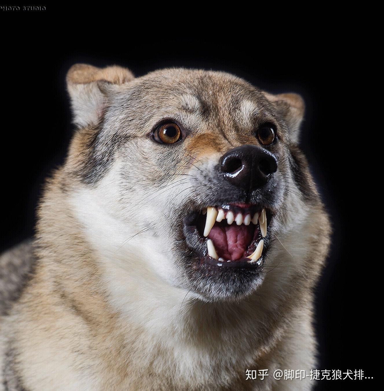 2017年2018年中国捷克狼犬排行一 - 知乎
