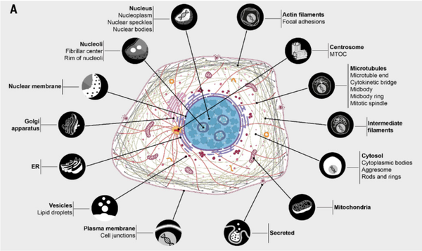 2.single-cell mass cytometry