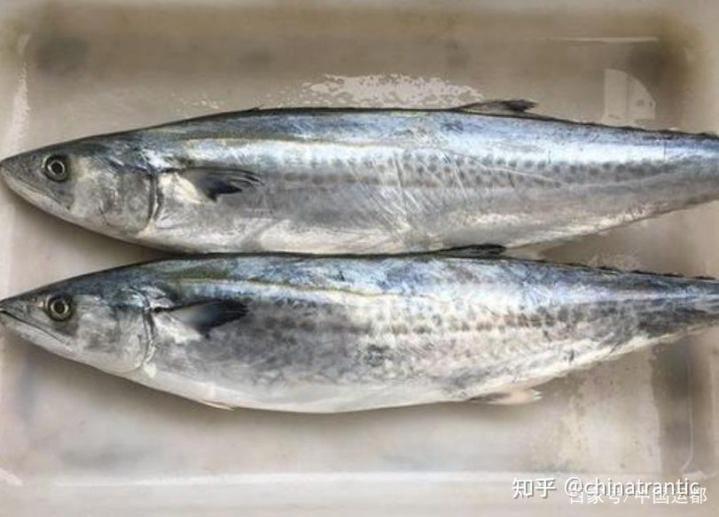 说到鲅鱼,相信很多人都不陌生,鲅鱼作为一种海鱼,不但味道鲜美,而且