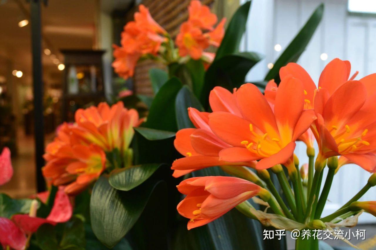 室内养花不可少的8种开花植物,附详细养护小技巧 - 知乎