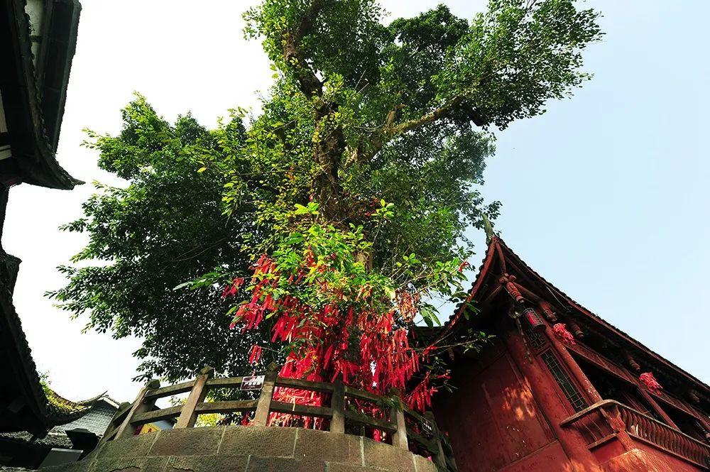 自从有了这株镇水神树,王爷坎一带的堤岸不再坍塌,府河水也不再猖獗