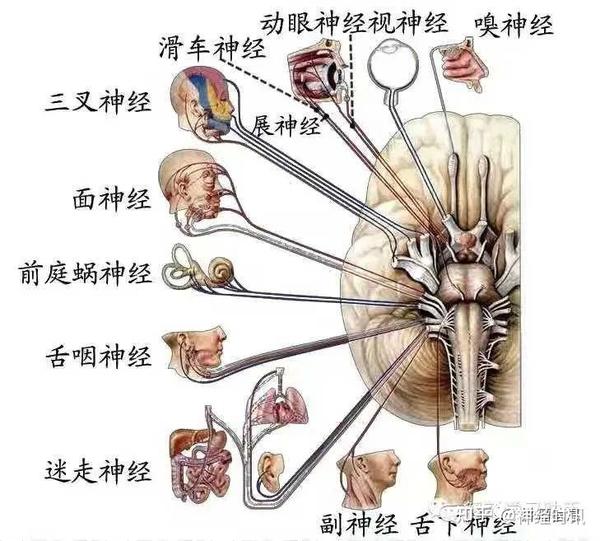 十二对颅神经解剖及损伤后表现 - 知乎