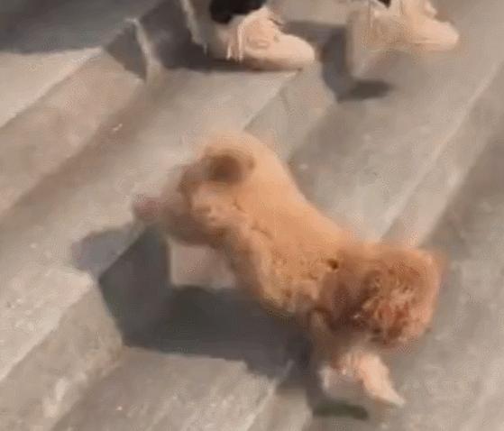 动图封面