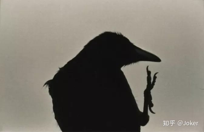 深濑昌久Masahisa Fukase 《鸦》 - 知乎
