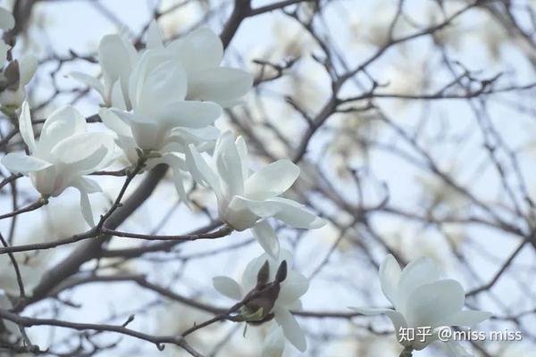 六款全球稀有的观花大乔木 四季春1号 紫荆树赫然在列 知乎