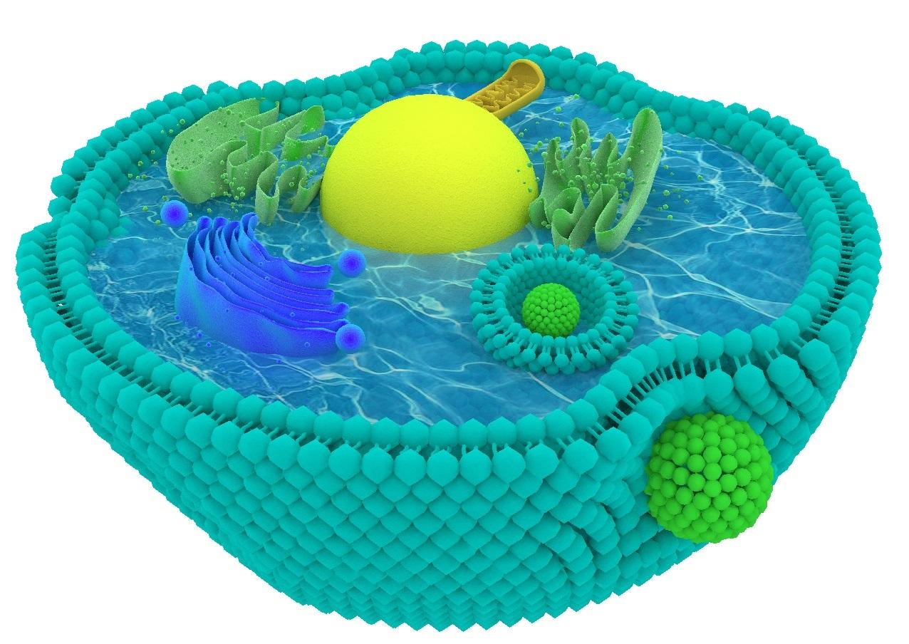 1细胞内吞图11磷脂双分子层建模