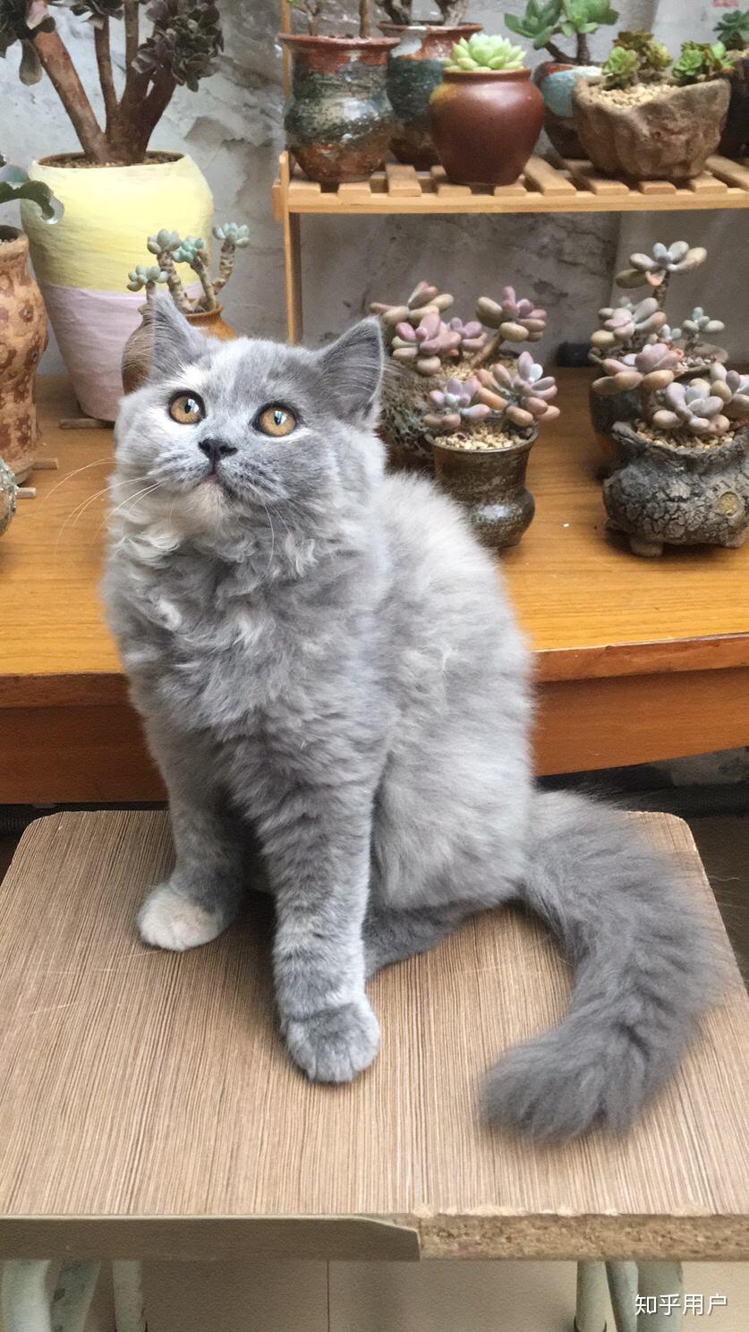 家养蓝乳英短母有多少人喜欢