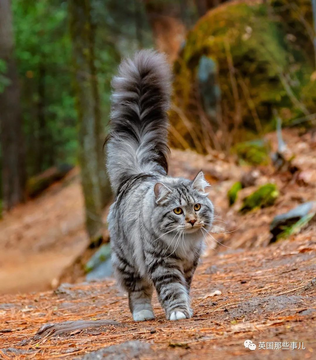 大尾巴西伯利亚森林猫可萌可霸气简直是行走的鸡毛掸子啊