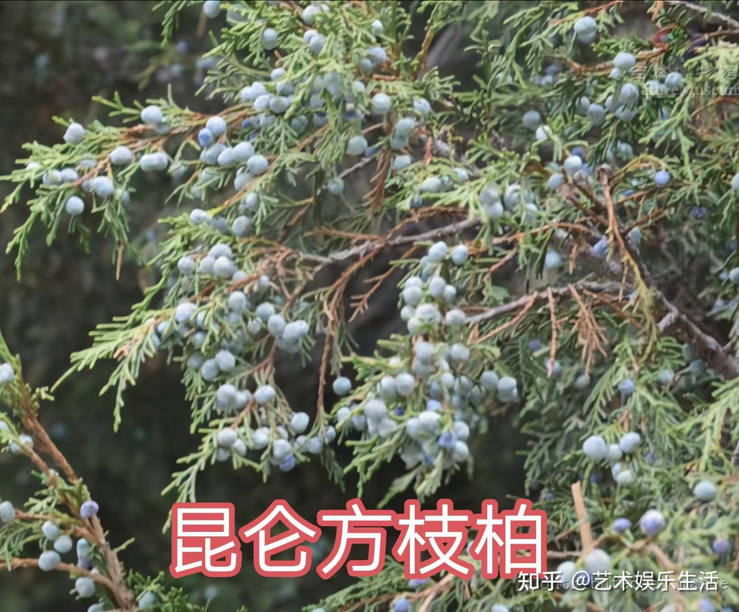68种柏科植物,园林栽培的常用树种 - 知乎