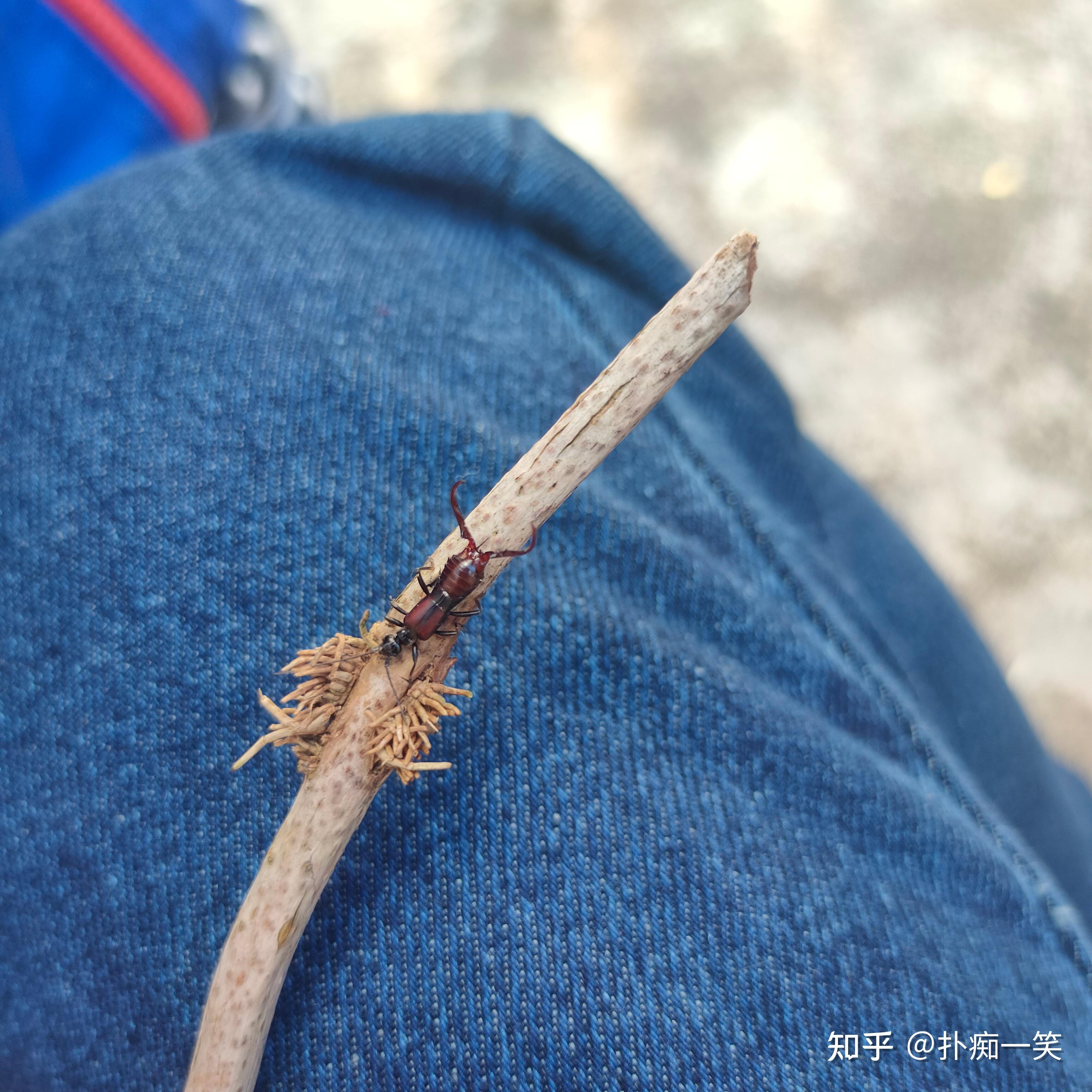 大甲虫钳子图片