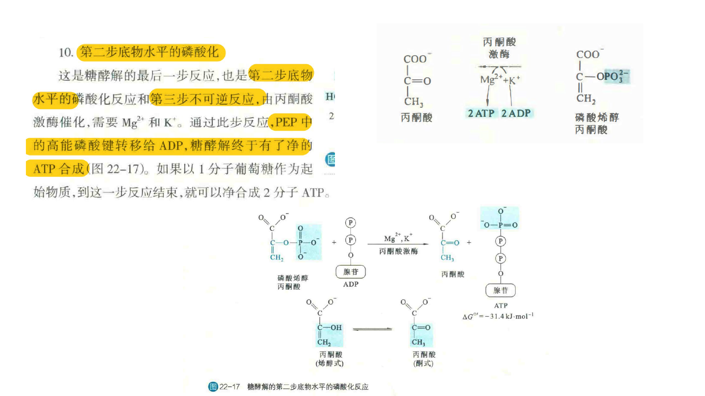 糖酵解 Glycolysis 上篇 - 知乎