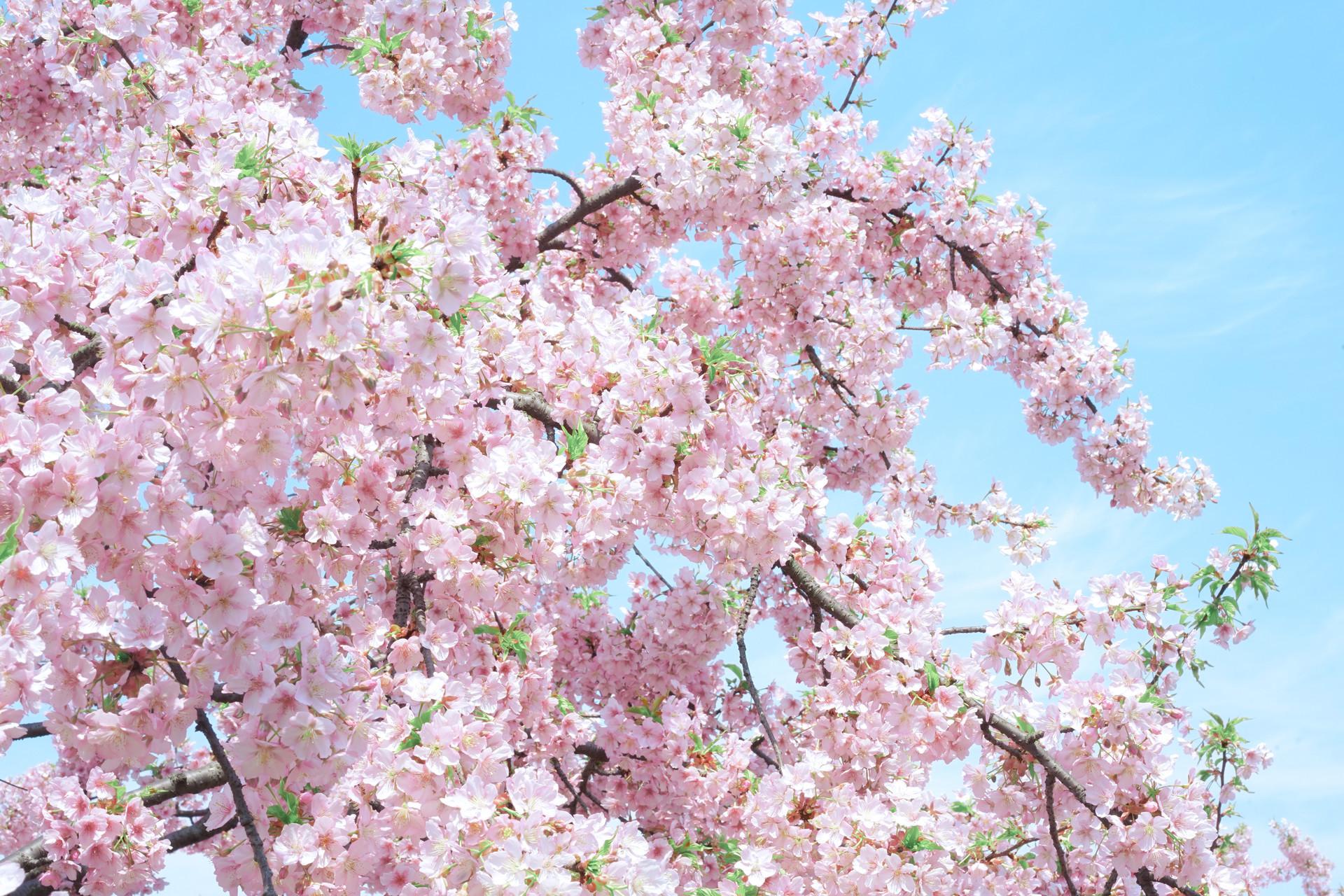 春天桃花盛开高清图片下载-正版图片500663220-摄图网