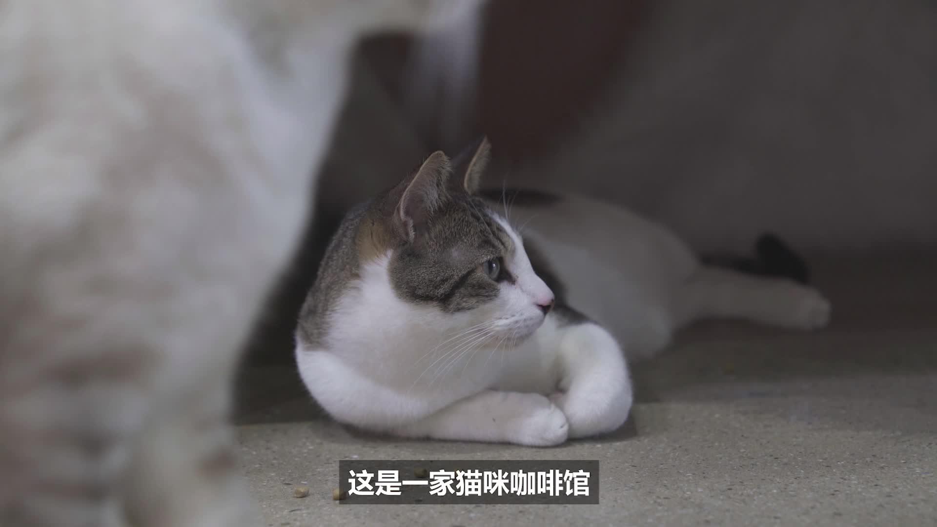 怎么可以不让猫咪叫唤 v2-b3d157998bbbb4b5fefbfd052dfdf173.jpg