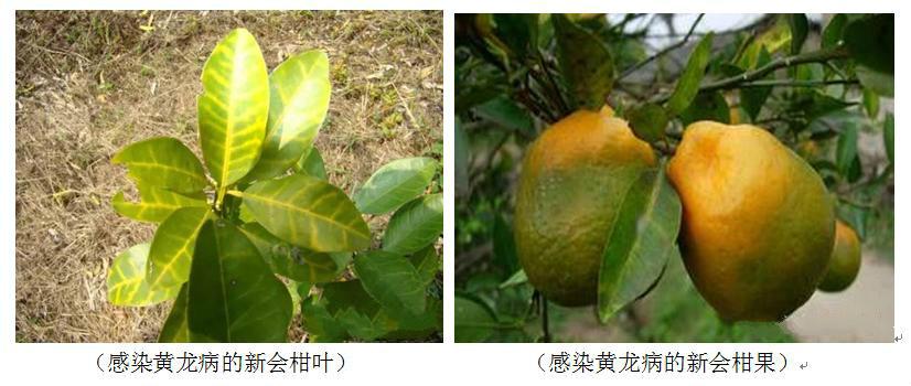 新会柑的黄龙病是什么?1000问陈皮之45.