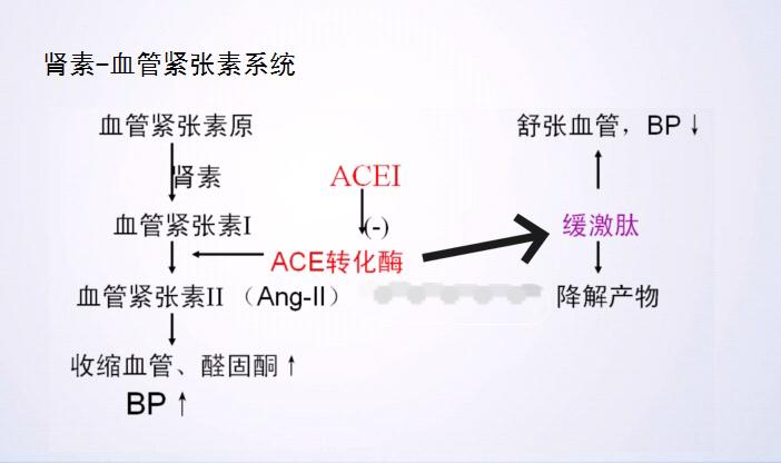 药理学知识点预防医学专业