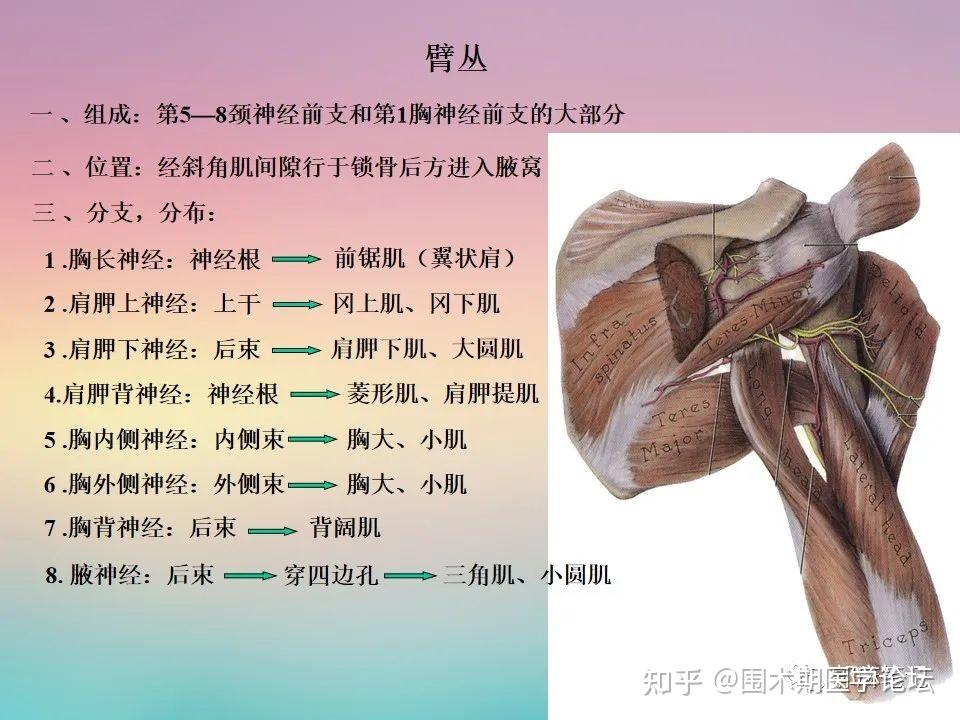 颈丛、臂丛解剖高清图解(PPT课件) - 知乎