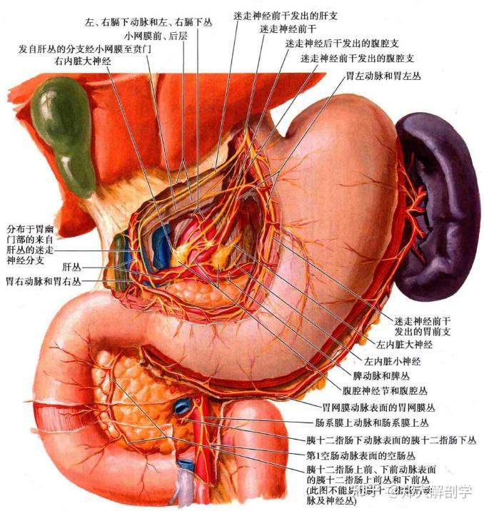 胃的自主神經支配食管下部的痛覺主要由與脊髓胸5(或6)~8節相聯繫的