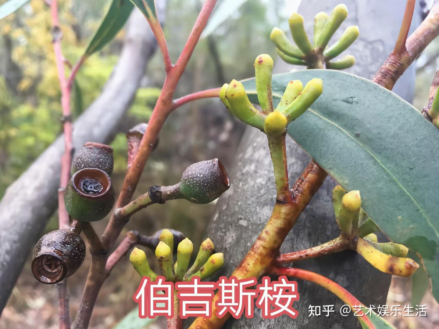 桉树的种类有哪些 - 知乎