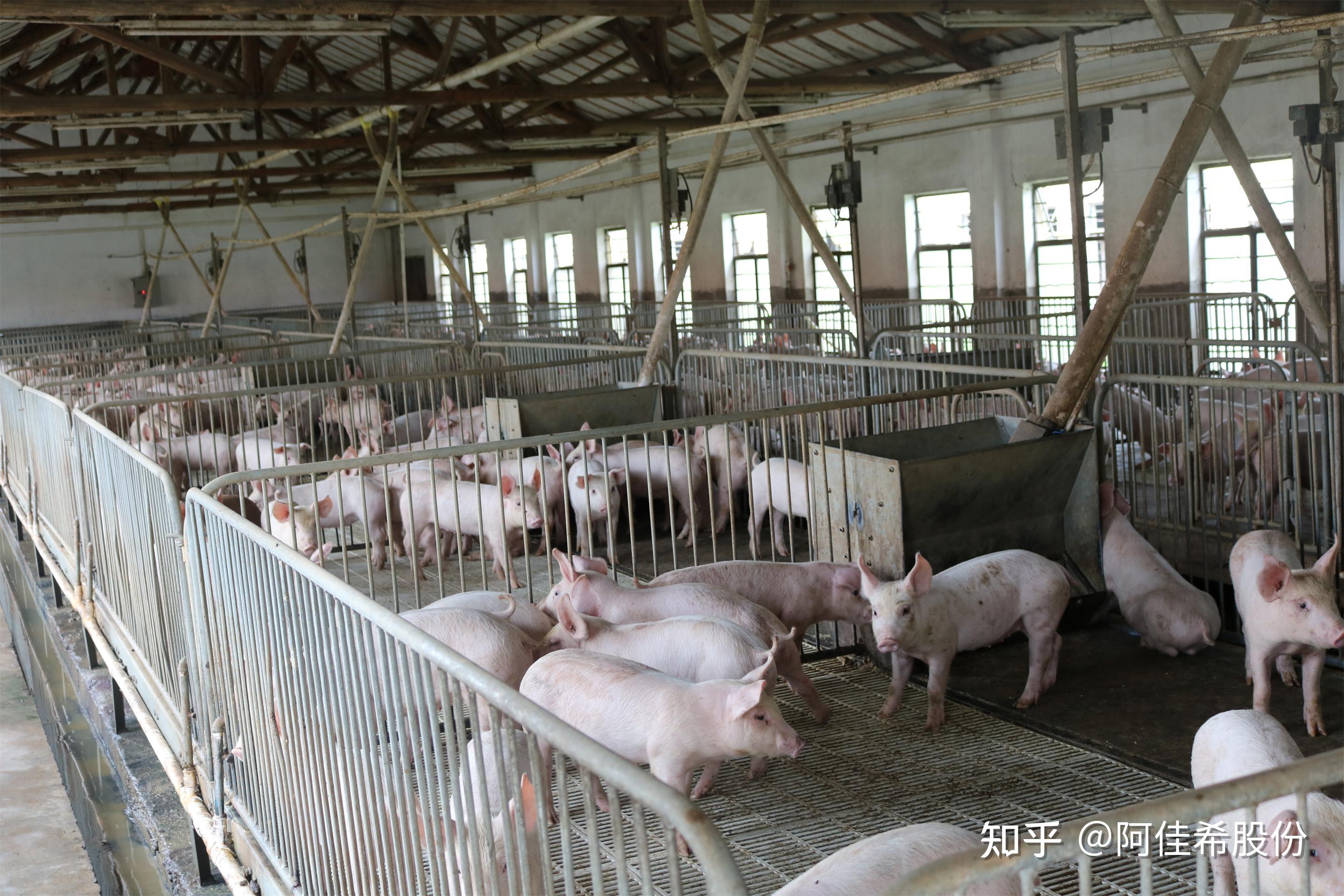 如何实现规模化智能养猪?