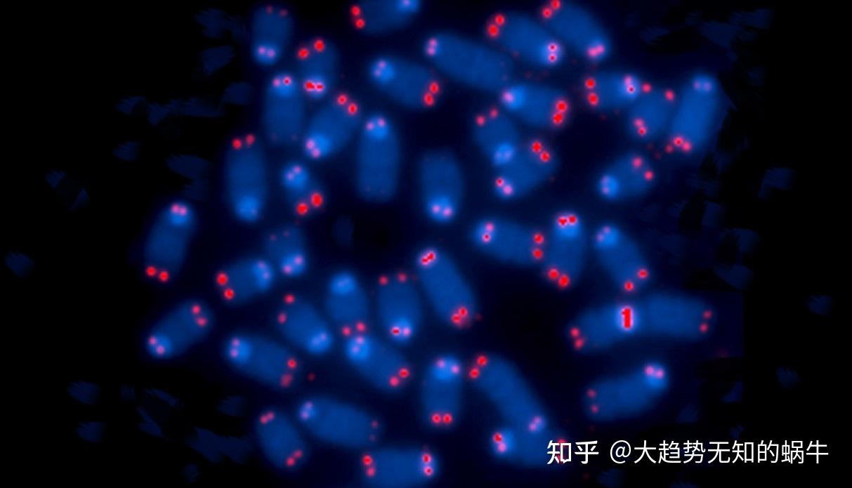 我们不知道答案的125个科学问题(65)端粒和着丝粒 - 知乎