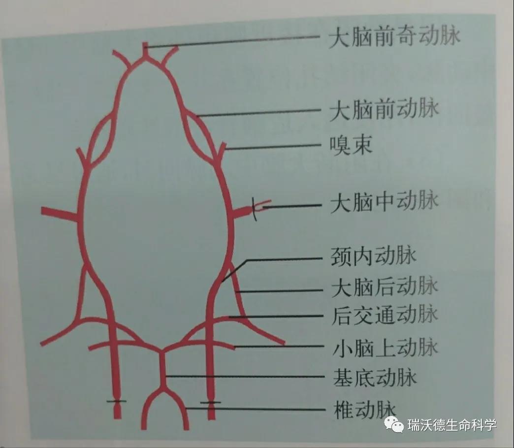 大鼠颈动脉解剖图图片