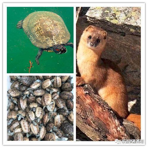 我们粗略看了下,能代放的物种包括:各种鱼,各种龟,各种鸟,蛇,狐狸