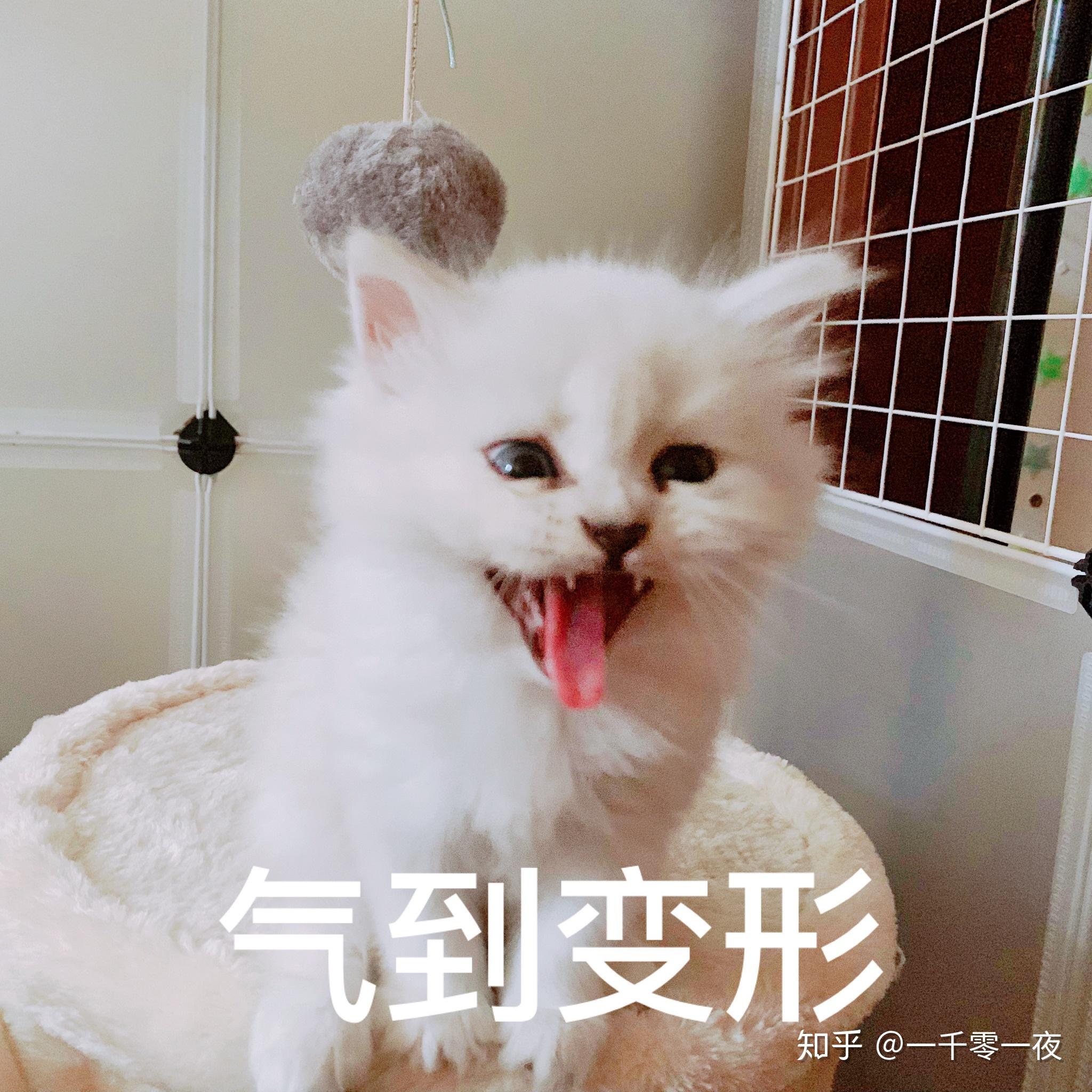 猫咪叫声播放 v2-b3f628f228a812d7e339b85ebac329f3_r.jpg