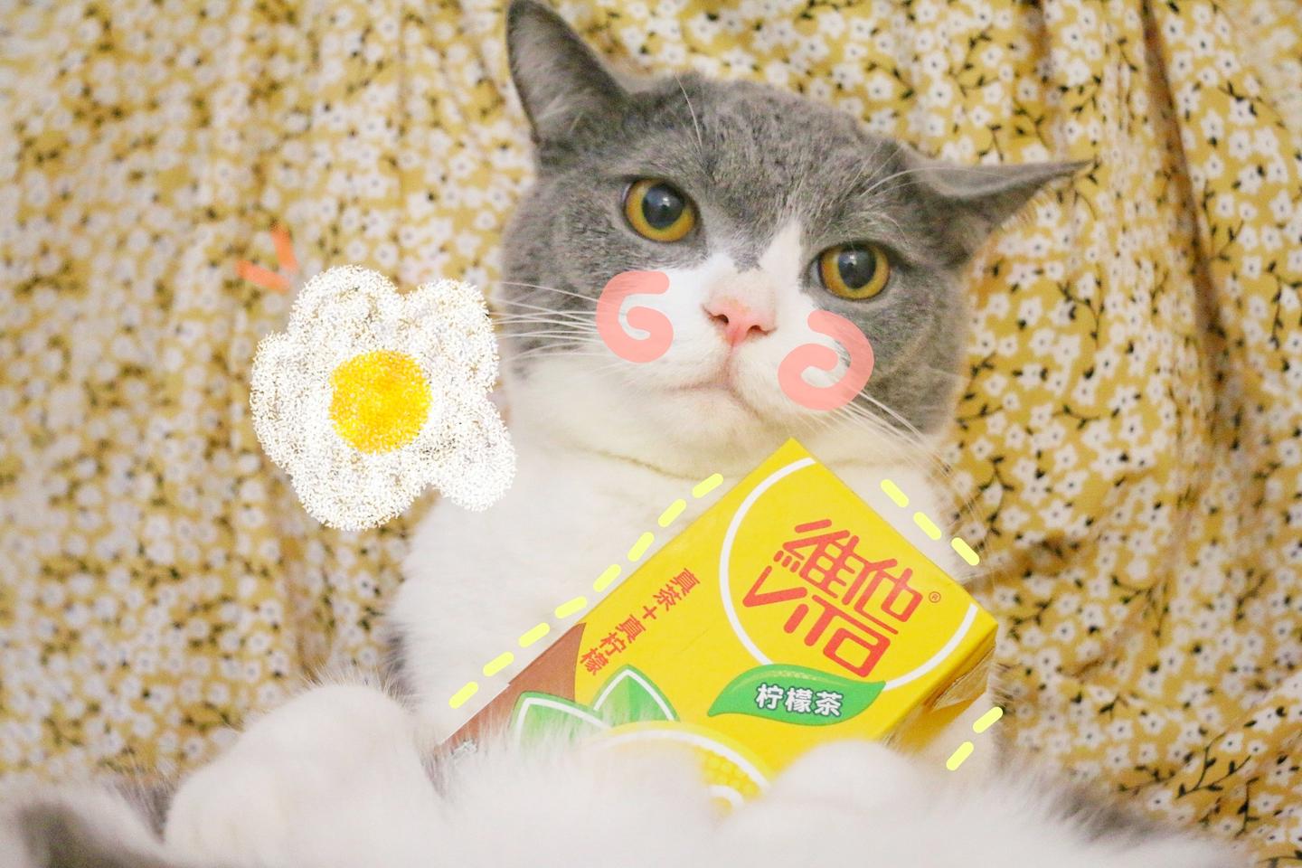 猫咪自发性膀胱炎 科普 治疗方法 知乎 猫咪自发性膀胱炎 科普 治疗方法 知乎