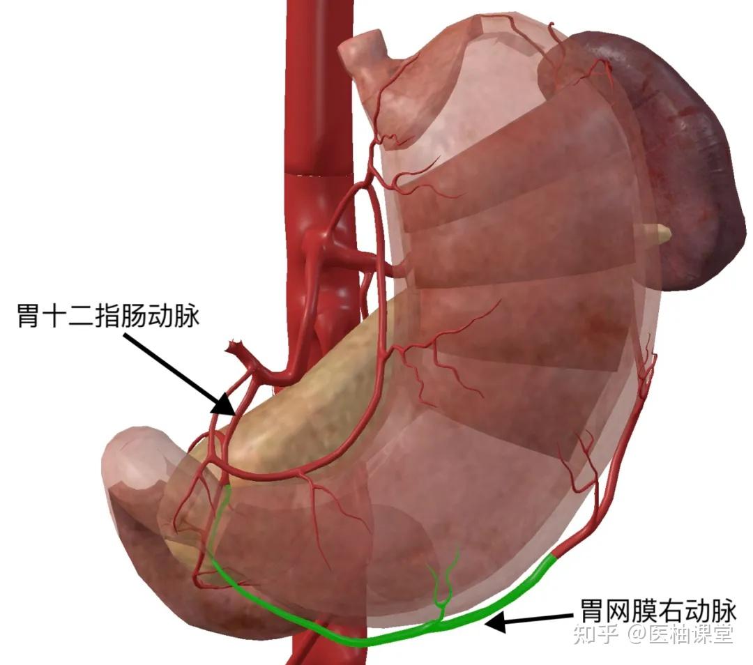 胃的血管解剖知识（图文） - 知乎