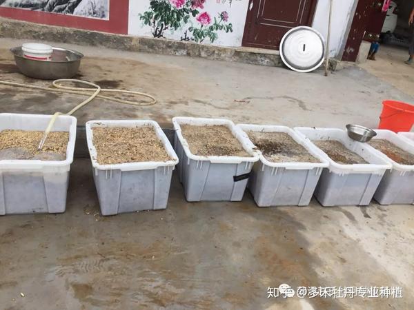 最适合牡丹的肥料是什么 知乎