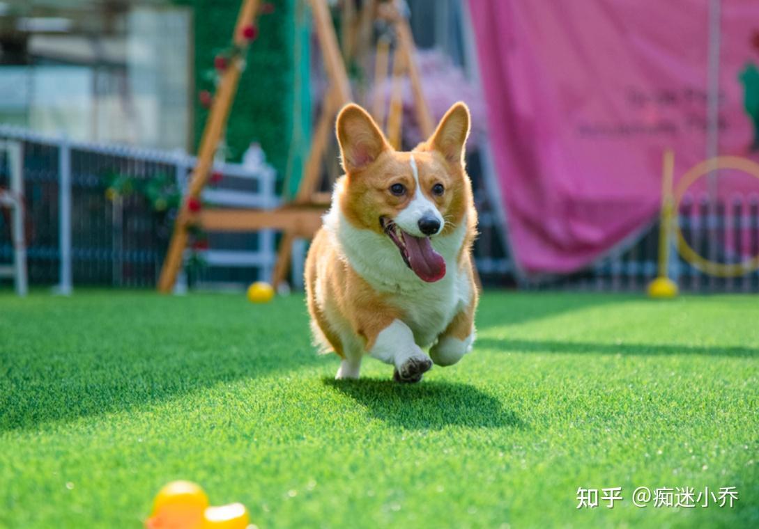 这8件事只有柯基把你当母亲才会做