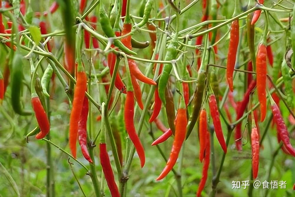 云南美食文化——辣椒文化,4种辣椒,谁香?谁辣?谁香辣?