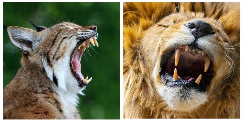 一,从不刷牙的动物,牙齿真的健康吗?