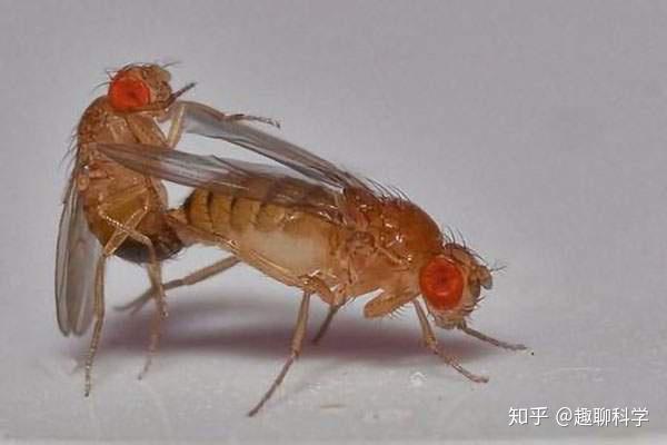 果蝇光照就能进入性高潮,最迷恋"红灯区",被拒绝会借酒消愁