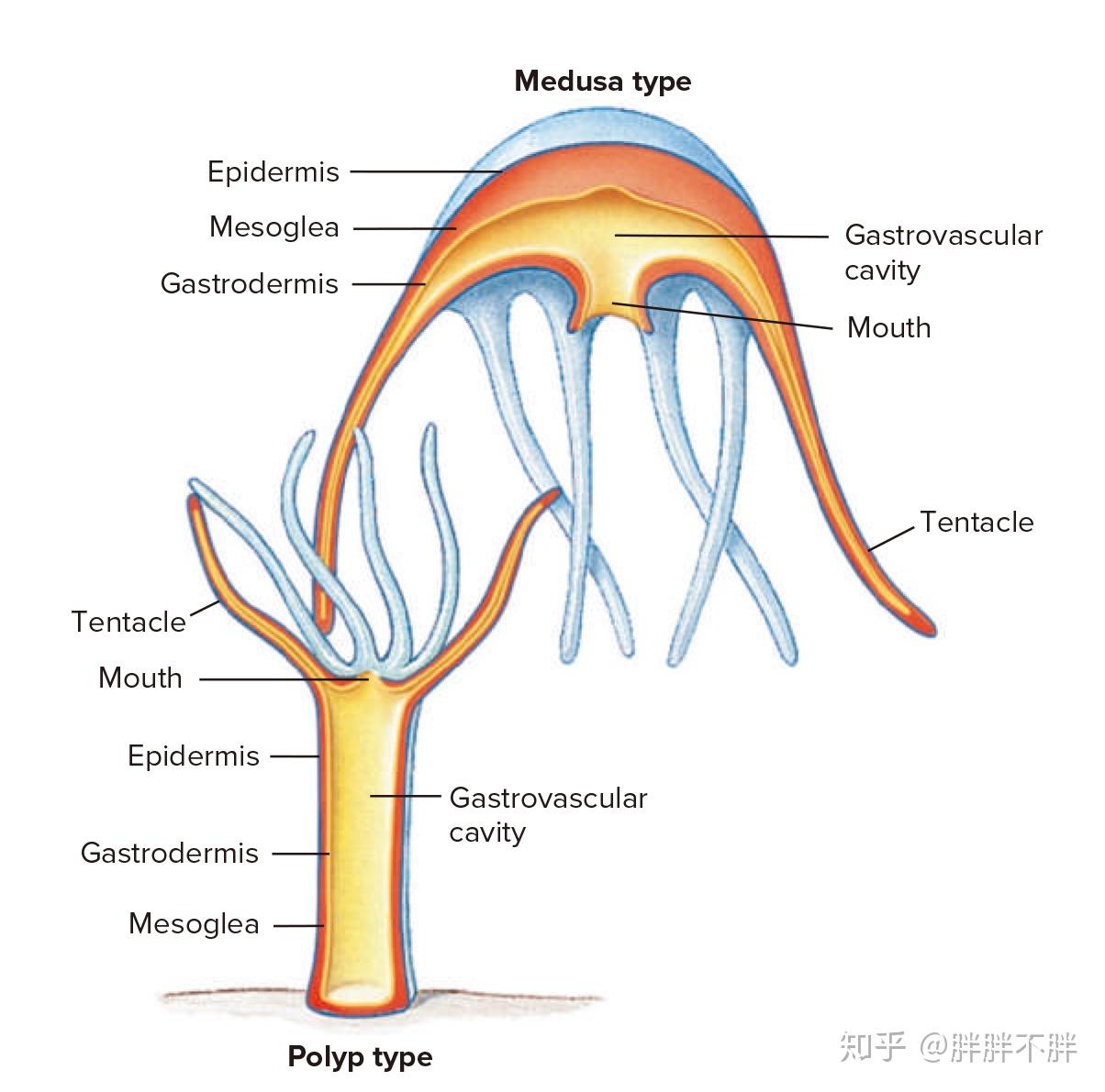 具有刺细胞,通常内含带刺的刺丝囊.