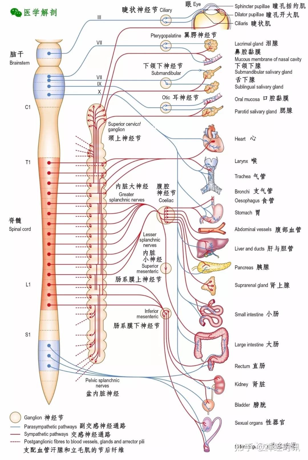 神经系统人体器官图片素材-编号07812399-图行天下