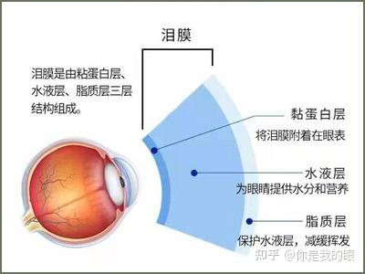 细说干眼——你的睑板腺还好吗？ - 知乎