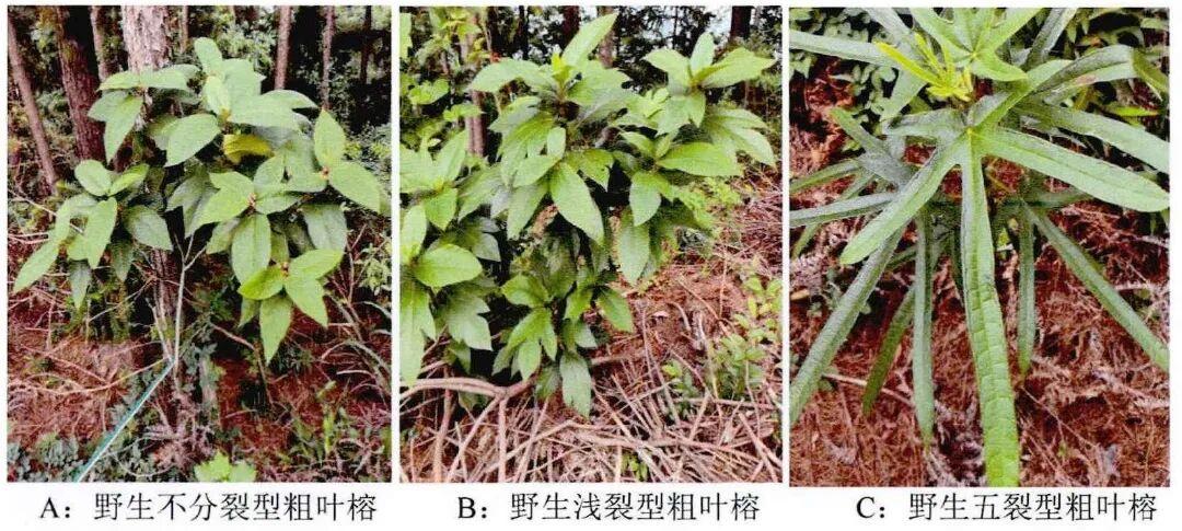 莫氏鸡煲，煲了什么稀奇的东西？ - 知乎