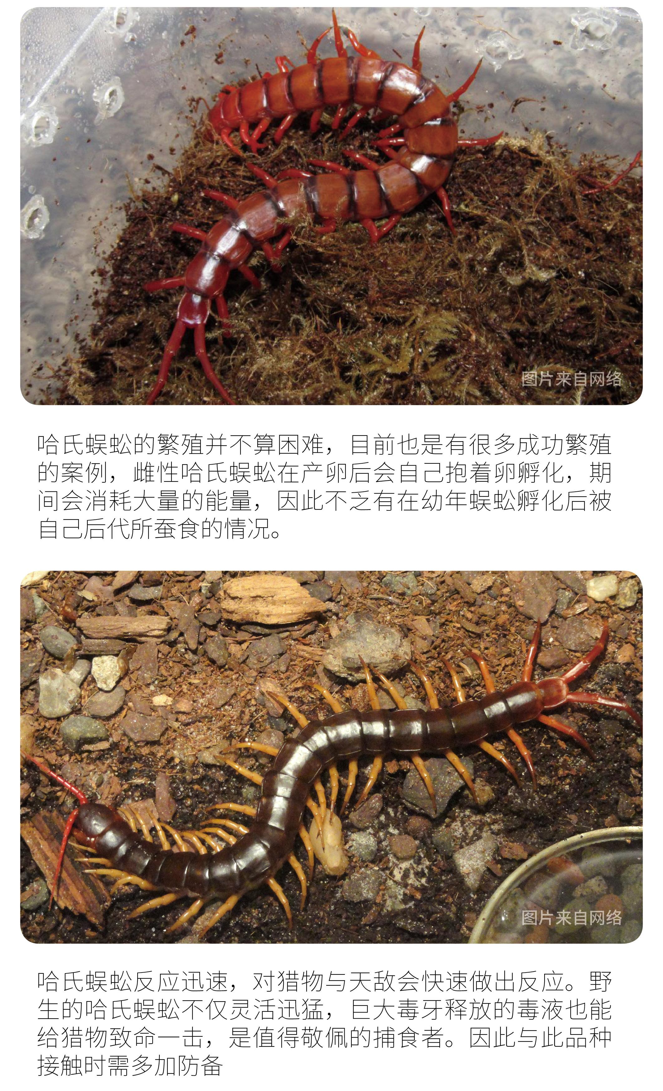 物种小谈┃哈氏蜈蚣