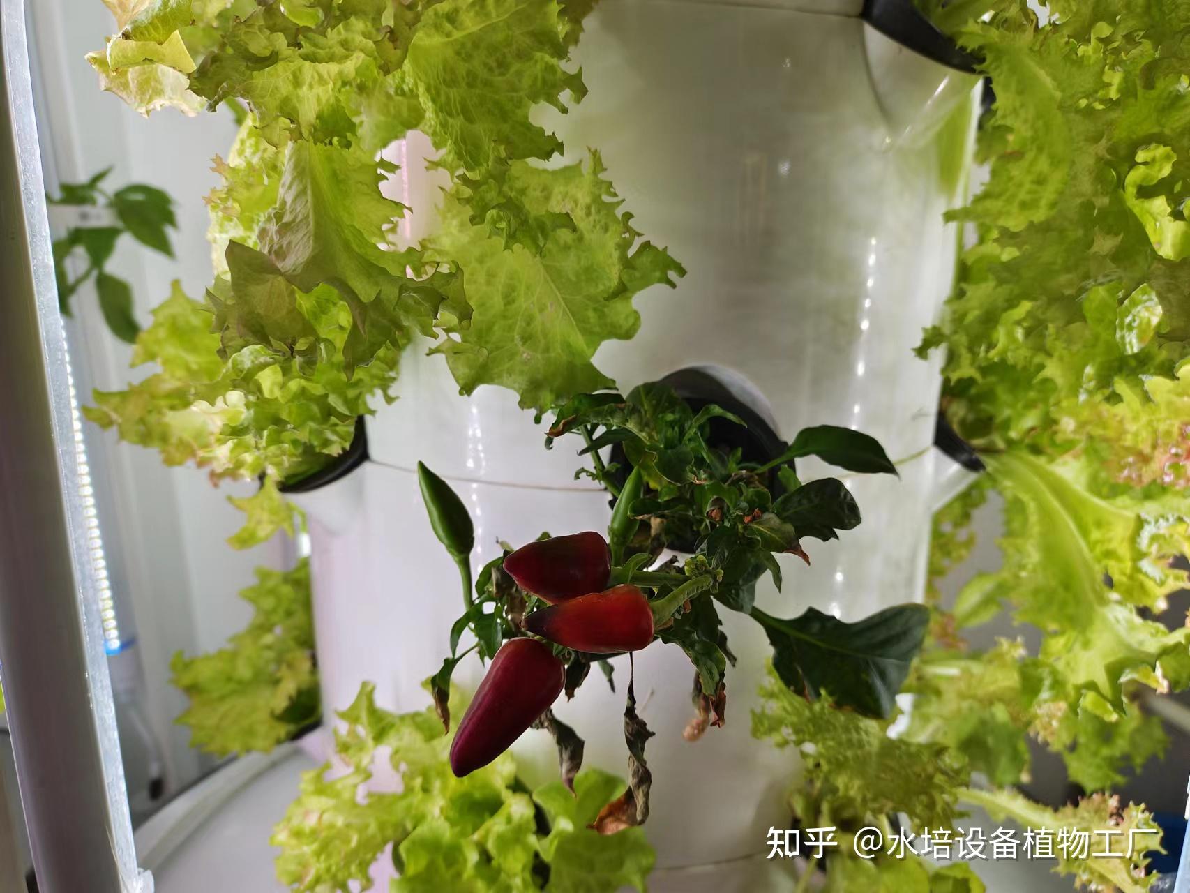 疫情在家,在室内种植水培蔬菜,长得快,不用担心没菜吃 - 知乎